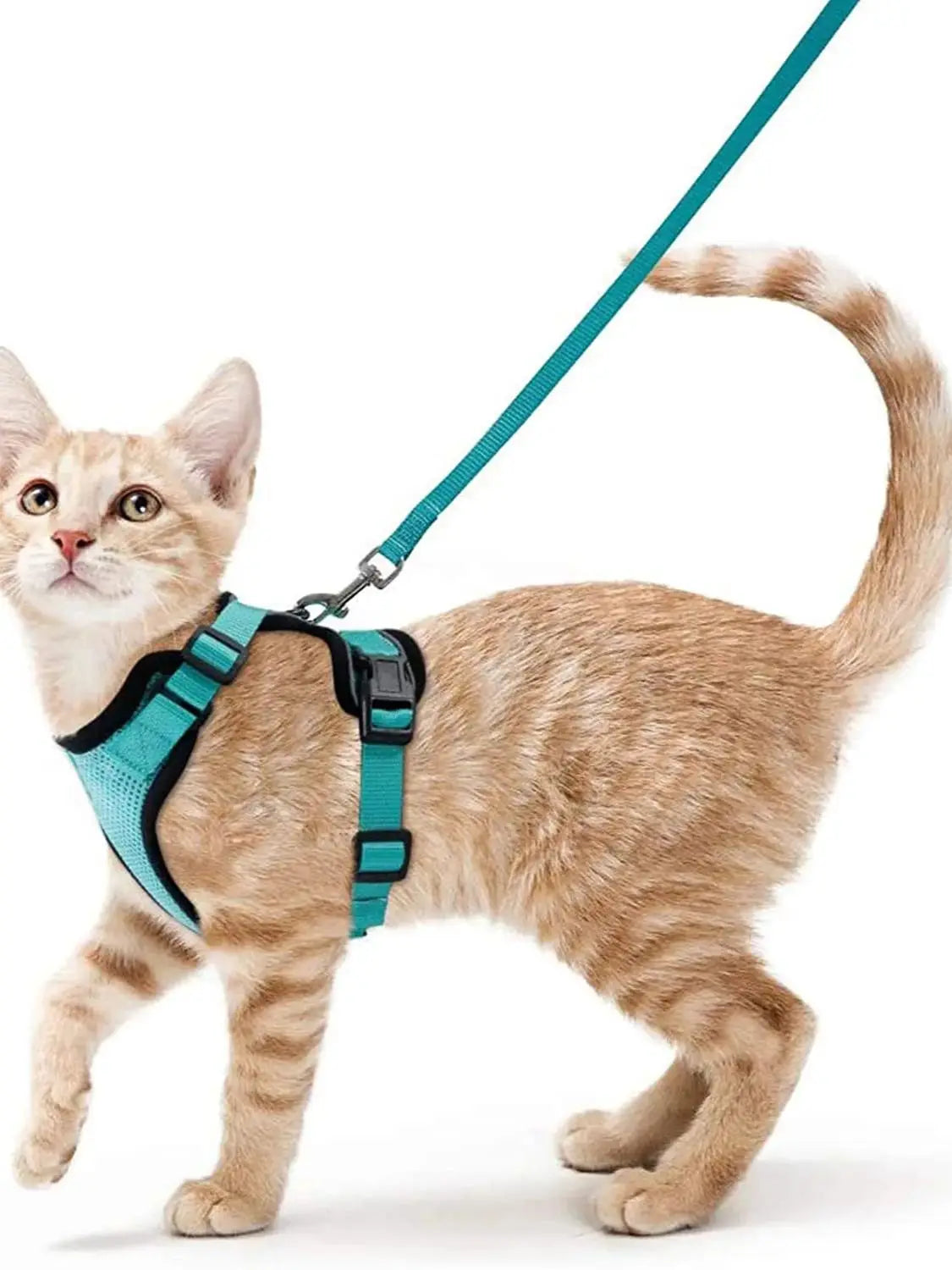 Cat Harness