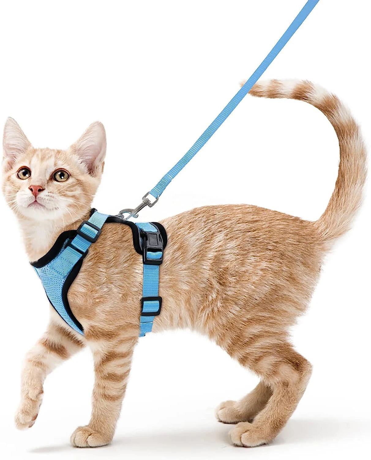 Cat Harness