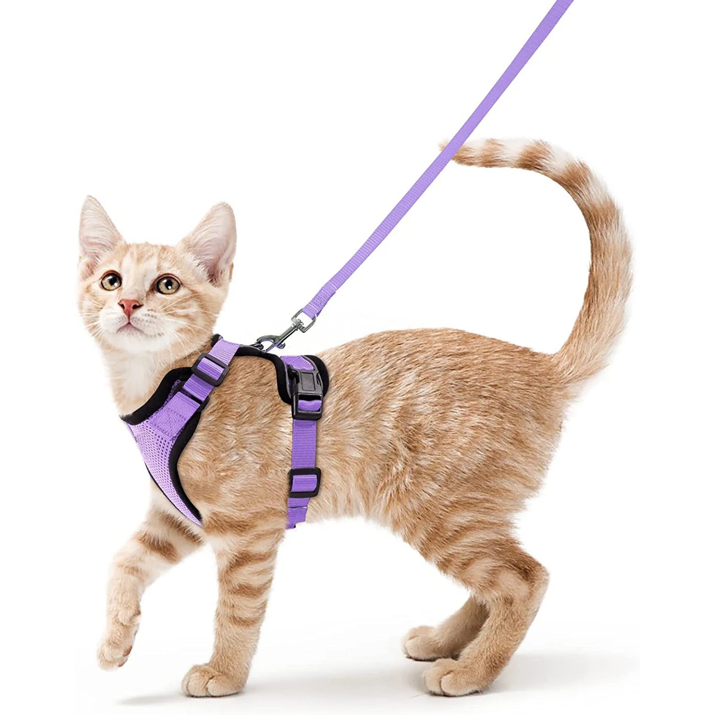 Cat Harness