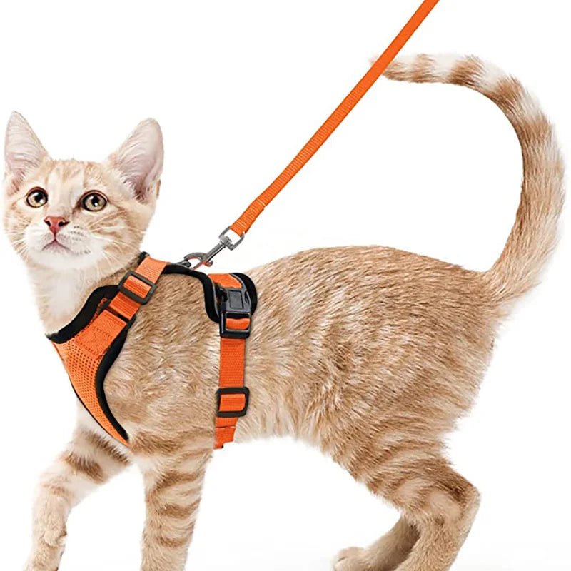 Cat Harness