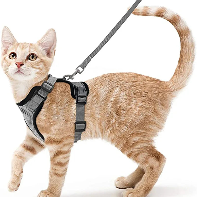 Cat Harness