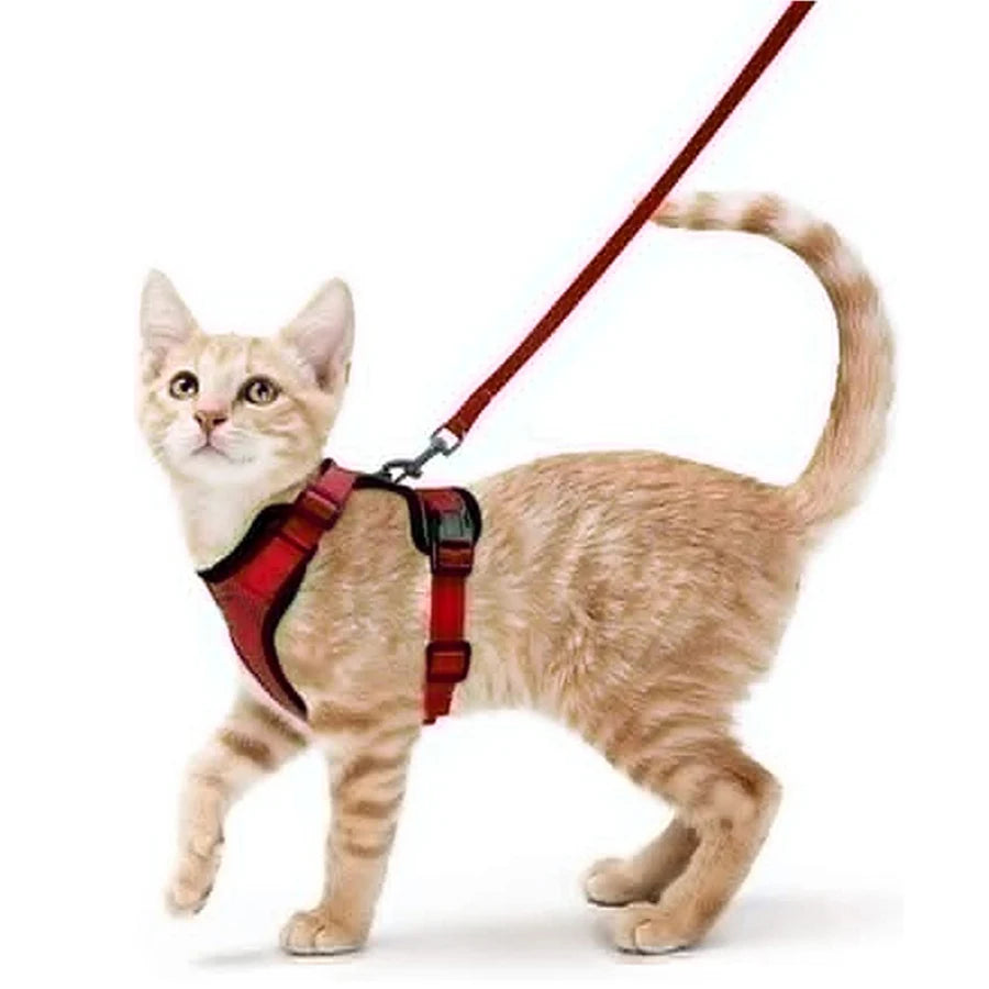 Cat Harness