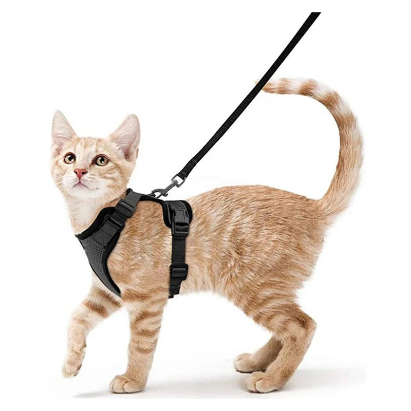 Cat Harness